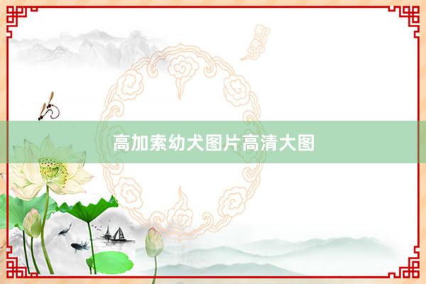 高加索幼犬图片高清大图
